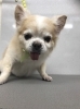 12月26日 シャンプーコースのロンちゃん 犬猫のトリミング屋さんぽちのうち 犬 猫のトリミング屋さん ぽちのうちのニュース まいぷれ 船橋市