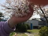 ドアップ桜(笑)「大好評♪ヘッドスパキャンペーン(*^^*)」