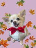 「Dog salon mofu mofu　余市町」