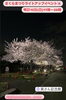 「夜桜も良きですね🌸柴又公園4月13日（日）17時から20時までライトアップしてます⭐️第35回柴又さくらまつり🌸😊【美味しい！食べたい！昭和レトロな下町！人気柴又もんじゃ＆お好み焼き＆鉄板焼き店】」