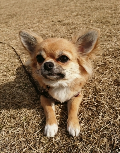 「チワワのメルモちゃん、ふせて待つトレーニング中☆」