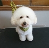 1月21日 シャンプーコースのモナカちゃん 犬猫のトリミング屋さんぽちのうち 犬 猫のトリミング屋さん ぽちのうちのニュース まいぷれ 船橋市