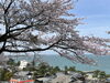 音無山「音無山の桜」