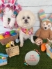 ポメラニアン　カット「🐶ビションフリーゼ、チワワ、ポメラニアン、トリミングのお友達🐣」