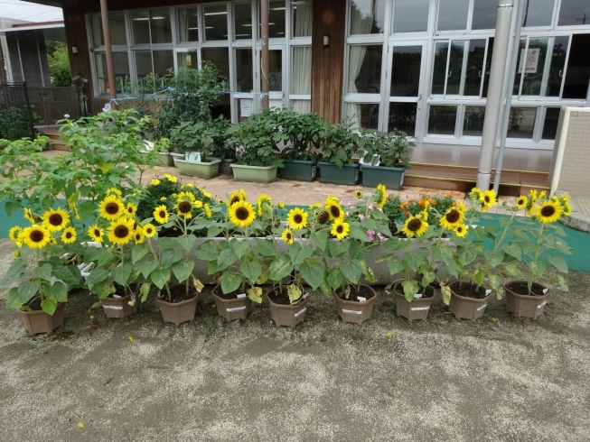 年少さんの育てているヒマワリ「雨が降ってもヘッチャラ！遊戯室で体力つくり！！」