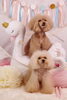 Happy　birthday　のあちゃん「Anniversary photo　(^O^)／」