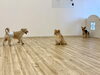ニカちゃん、クーくん、一緒に走ろうよ。誘うジョアくん☺️「ましゅまろ幼稚園🐾」