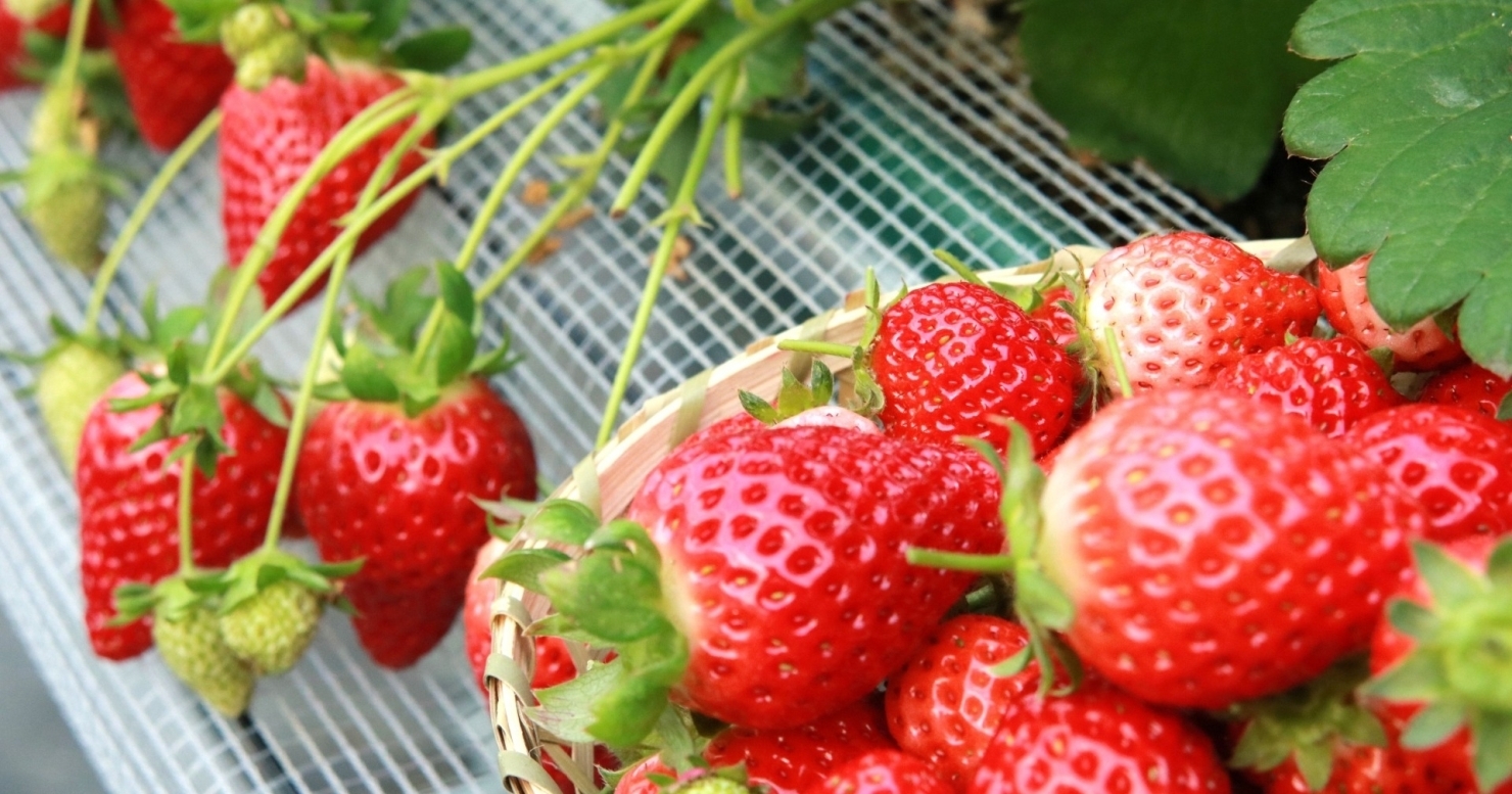 大府 東海でいちご狩り 直売におすすめの農園 まいぷれ 大府市 東海市 大府 東海でいちご狩り 直売におすすめの農園 まいぷれ 大府市 東海市