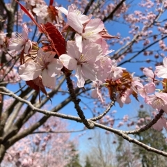 札幌北区東区にある桜の名所・穴場まとめ