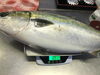 約11キロの天然鰤です。美味い…「新年会は、あがわで…」