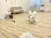 追いかけっこ中〜「ましゅまろ幼稚園🐾」