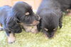 「ミニチュアダックス子犬情報」