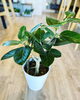 「母の日に観葉植物を送りませんか」