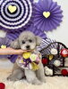 シオンちゃん　可愛いハイシニアさん♡「2026 わんことお正月🎍」