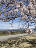 黒部川沿い「·˖✶ お花見に行きました ·˖✶」