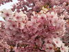 向日市内早咲きの桜「このお祭りはお見逃しなく!!」