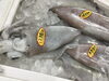 「魚魚市場鮮魚コーナーおすすめは「シビマグロ」です♪」