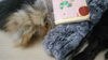 「(*´-ω・)ﾝ？あおむしど～こだ?? 毛皮マフラー＆ギフトタオルお買取りいたしました！ 米子 買取 七つ屋 高騰中につき金・プラチナ・貴金属 買取強化中！！」