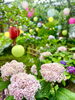 紫陽花と提灯「本日の境内の様子です」