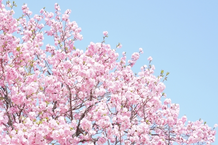 「シティホテルイン国分でゆっくりお花見はいかがですか？」