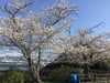 「西海橋物産館　桜情報🌸」
