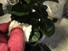 「たまには葉っぱのお手入れしてあげましょう！」