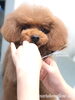 カット中〜「秋のオプションキャンペーン　（＾∇＾）」