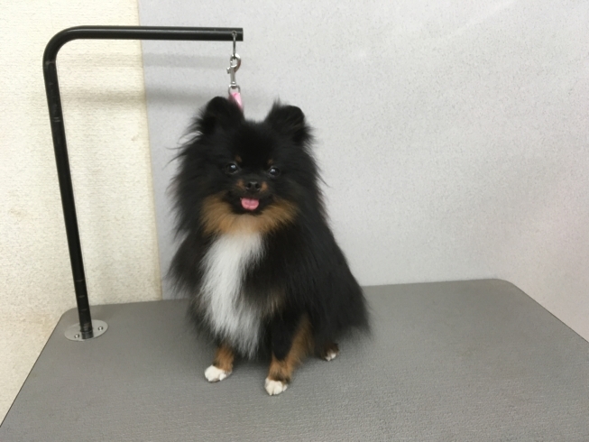 2月15日 シャンプーコースのギガちゃん 犬猫のトリミング屋さんぽちのうち 犬 猫のトリミング屋さん ぽちのうちのニュース まいぷれ 船橋市