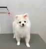 2月15日 シャンプーコースのおもちちゃん 犬猫のトリミング屋