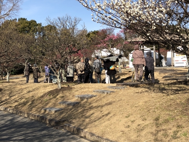 「豊橋うめまつりイベント日【午前9時】」