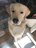 「【ドッグカフェ　olu'olu'】《犬同伴OK》船橋市丸山の、のんびりとした空間のドッグカフェ♪♪♪」