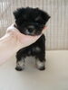 「M・シュナbabyちゃん　(*´ω｀*)　お迎えで～す」