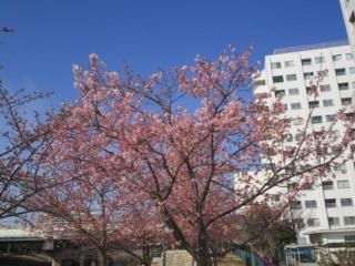 「『河津桜（江戸川区）』」