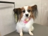 2月25日 シャンプーコースのゆずちゃん 犬猫のトリミング屋さんぽちのうち 犬 猫のトリミング屋さん ぽちのうちのニュース まいぷれ 船橋市