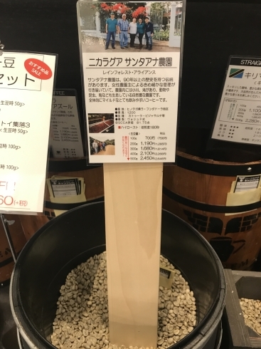 「新入荷豆情報！　マイルドで飲みやすい「ニカラグア　サンタアナ農園」　市川駅近くの珈琲焙煎所！」