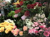 「個性的なお花達☆。.:＊・゜」