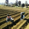 春の日のじゃがいも植え