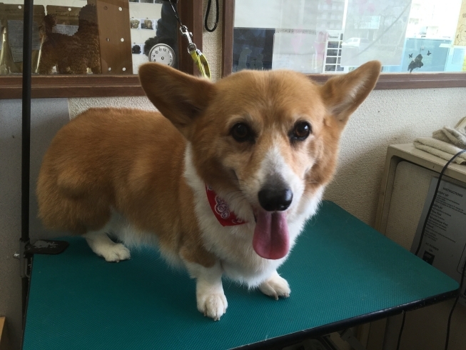 3月3日 シャンプーコースの花楓ちゃん 犬猫のトリミング屋さんぽちのうち 犬 猫のトリミング屋さん ぽちのうちのニュース まいぷれ 船橋市