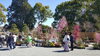 「春のみやざき植木市開催中！（3月31日まで）」