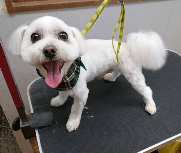 3月5日 カットコースのミントちゃん 犬猫のトリミング屋さんぽちのうち 犬 猫のトリミング屋さん ぽちのうちのニュース まいぷれ 船橋市