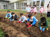 でてきた？ほんとにお芋あるの？「サツマイモ堀りをしました★★」