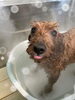 カシミアタッチトリートメント中♡「お友達♡ Dog salon mofu mofu 余市町」