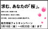 「インスタグラムで 桜のフォトキャンペーン開催します！」