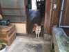 相良矢工房の看板犬 こてつ です