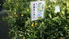 「甘～い♪春のみやざき植木市」