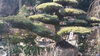 「インスタ映え（？）する「松」/春のみやざき植木市♪」