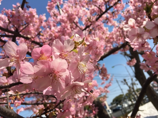 「★桜情報★　春が来ました♪」