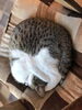 「丸くなっちゃった」