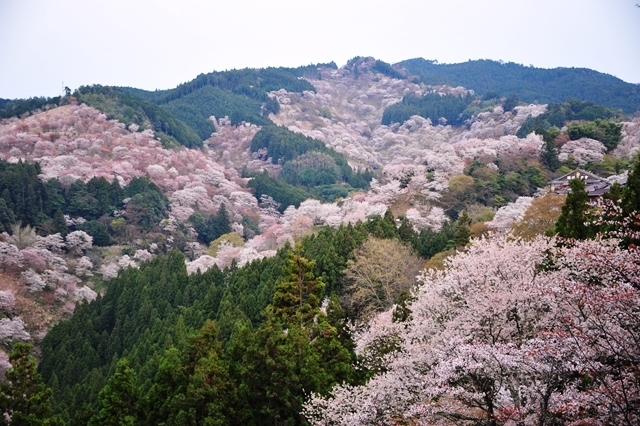 「春のバスツアー「吉野千本桜　日本一の桜の名所」の魅力」