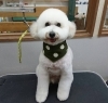 3月17日 カットコースのミッキーちゃん 犬猫のトリミング屋